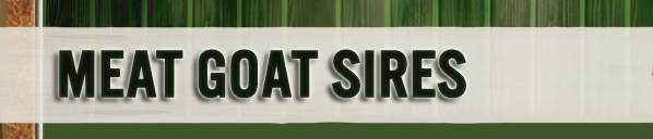 Meat Goat Sires
